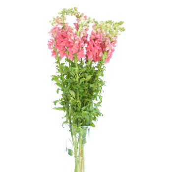 Snapdragon Watermelon Pink