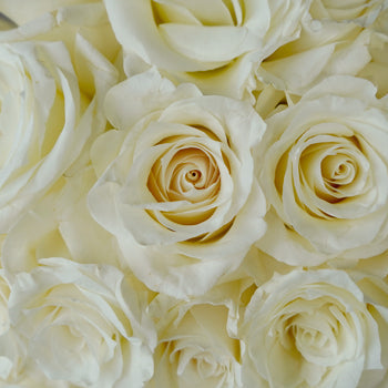 Snow Bliss Wholesale Roses