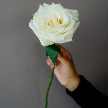 Buy Bulk Snow Bliss Roses