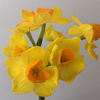 Love of Venus Daffodil