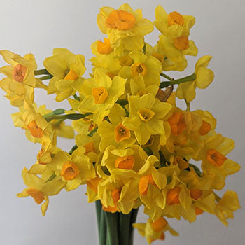Love of Venus Daffodil