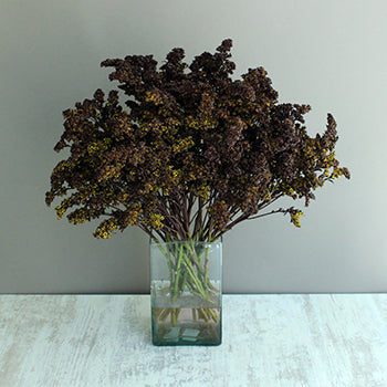Chocolate Tinted Solidago Flower