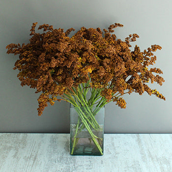 Cinnamon Bark Tinted Solidago Flower