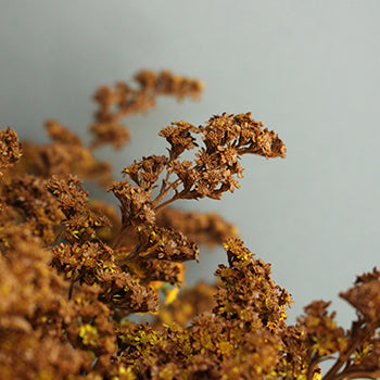Cinnamon Bark Tinted Solidago Flower