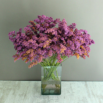 Lilac Purple Tinted Wild Solidago Flower