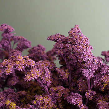 Lilac Purple Tinted Wild Solidago Flower