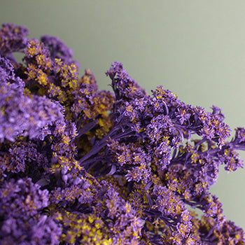 Amethyst Purple Tinted Solidago Flowers