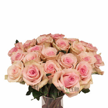 Light pink rose flowers for delivery