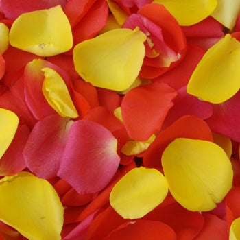 White Fresh Rose Petals Wholesale