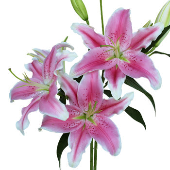 Dazzling Pink Oriental Lily