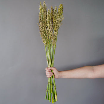 Sorghum Fresh Decorative Greenery