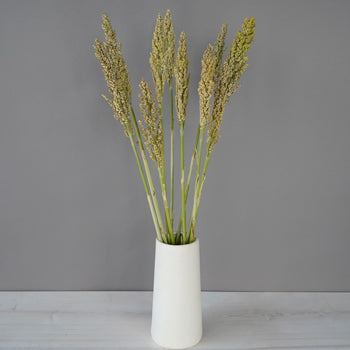 Sorghum Fresh Decorative Greenery