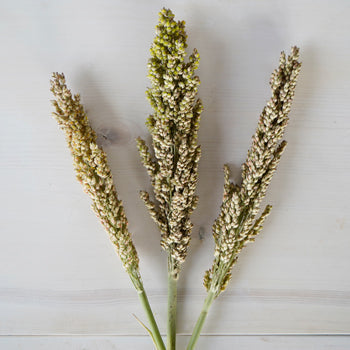 Sorghum Fresh Decorative Greenery
