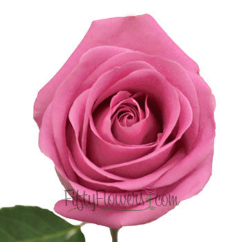 Soul Mate Medium Pink Rose