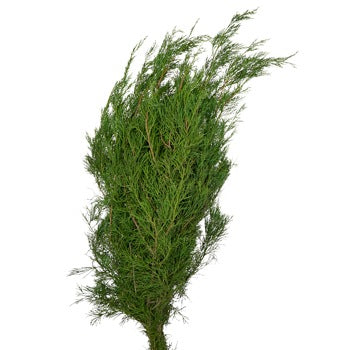 Southern Red Cedar Winter Greenery