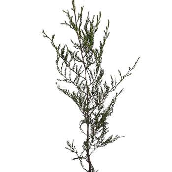 Southern Red Cedar Winter Greenery