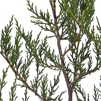 Southern Red Cedar Winter Greenery