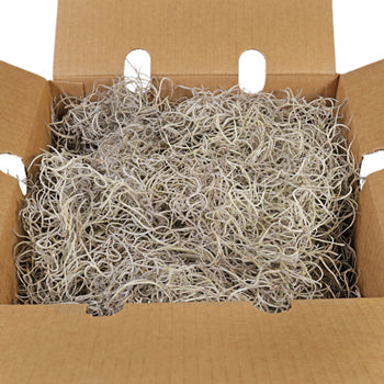 Fresh Spanish Moss
