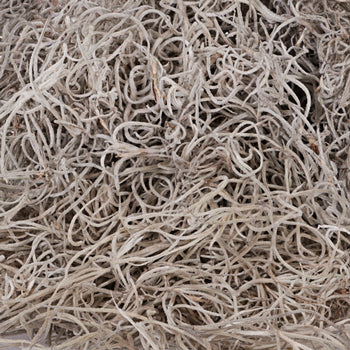 Fresh Spanish Moss