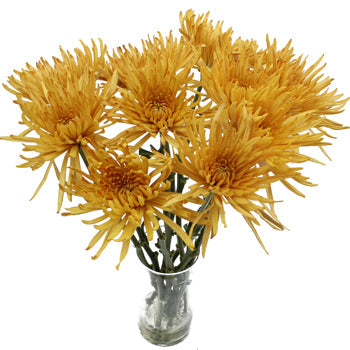 Brassy Yellow Spider Mum