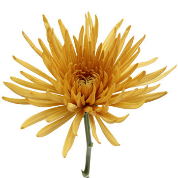 Brassy Yellow Spider Mum