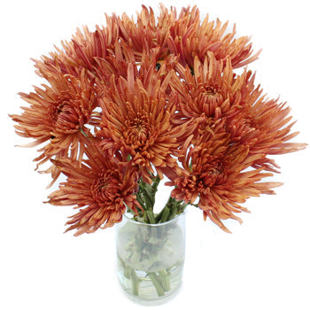 Copper Bronze Spider Mum