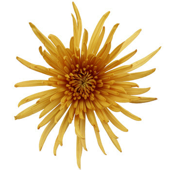 Brassy Yellow Spider Mum