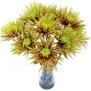 Unique Spider Flower