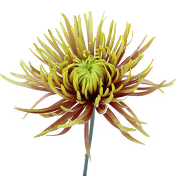 Unique Spider Flower