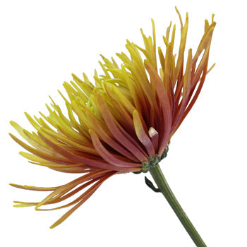 Unique Spider Flower