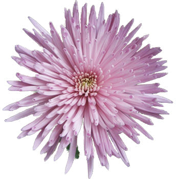 Spider Mum Lavender Flower