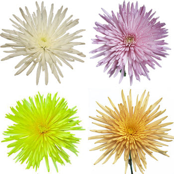 Spider Mum Assorted Colors Flower