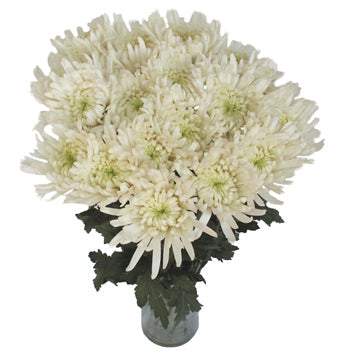 Lime Eyed Creamy White Flower