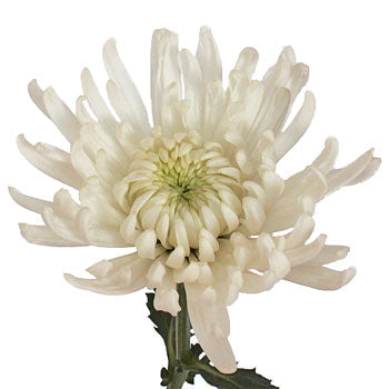 Lime Eyed Creamy White Flower