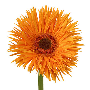 Orange Spider Gerbera Flower