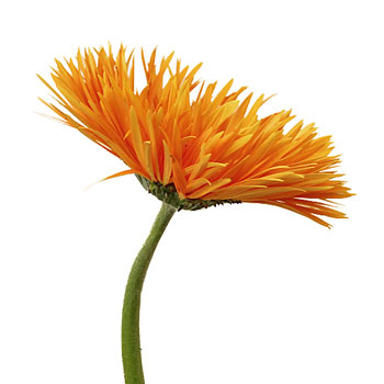 Orange Spider Gerbera Flower