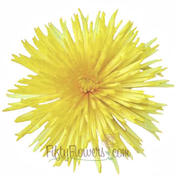Yellow Spider Mum Flower Bloom