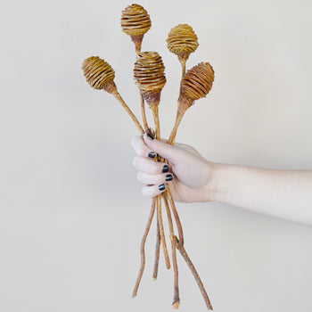 Dried Platys Spiral Cones