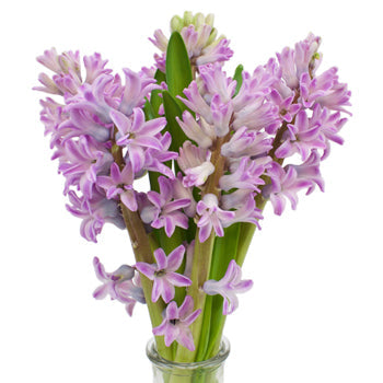 Hyacinth Lilac Flower January to April