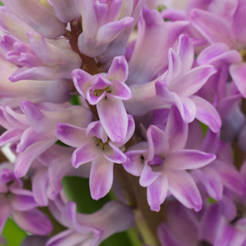 Hyacinth Lilac Flower May to December