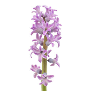 Hyacinth Lilac Flower January to April
