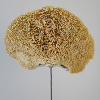 Dried Shelf Mushroom