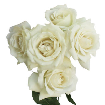 Creamy White Spray Rose Express Delivery