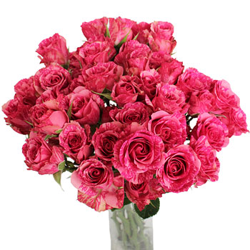 Pink Intuition Petite Roses