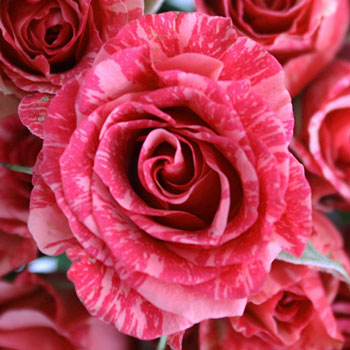 Pink Intuition Petite Roses