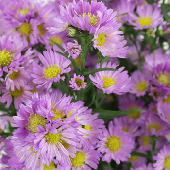 Sugar Plum Pink Spray Aster
