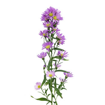 Sugar Plum Pink Spray Aster