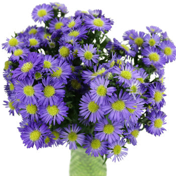 Violet Purple Spray Aster