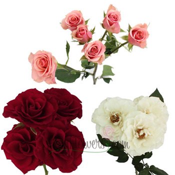 Valentine's Latin Lovers Petite Rose Mix