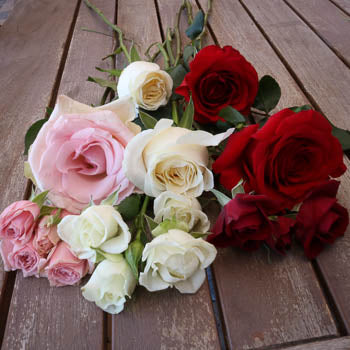 Save the Rose Family Box